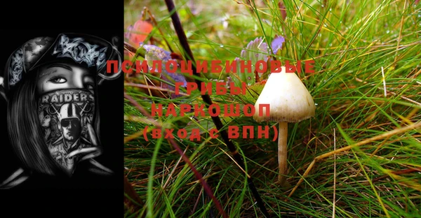 индика Бородино